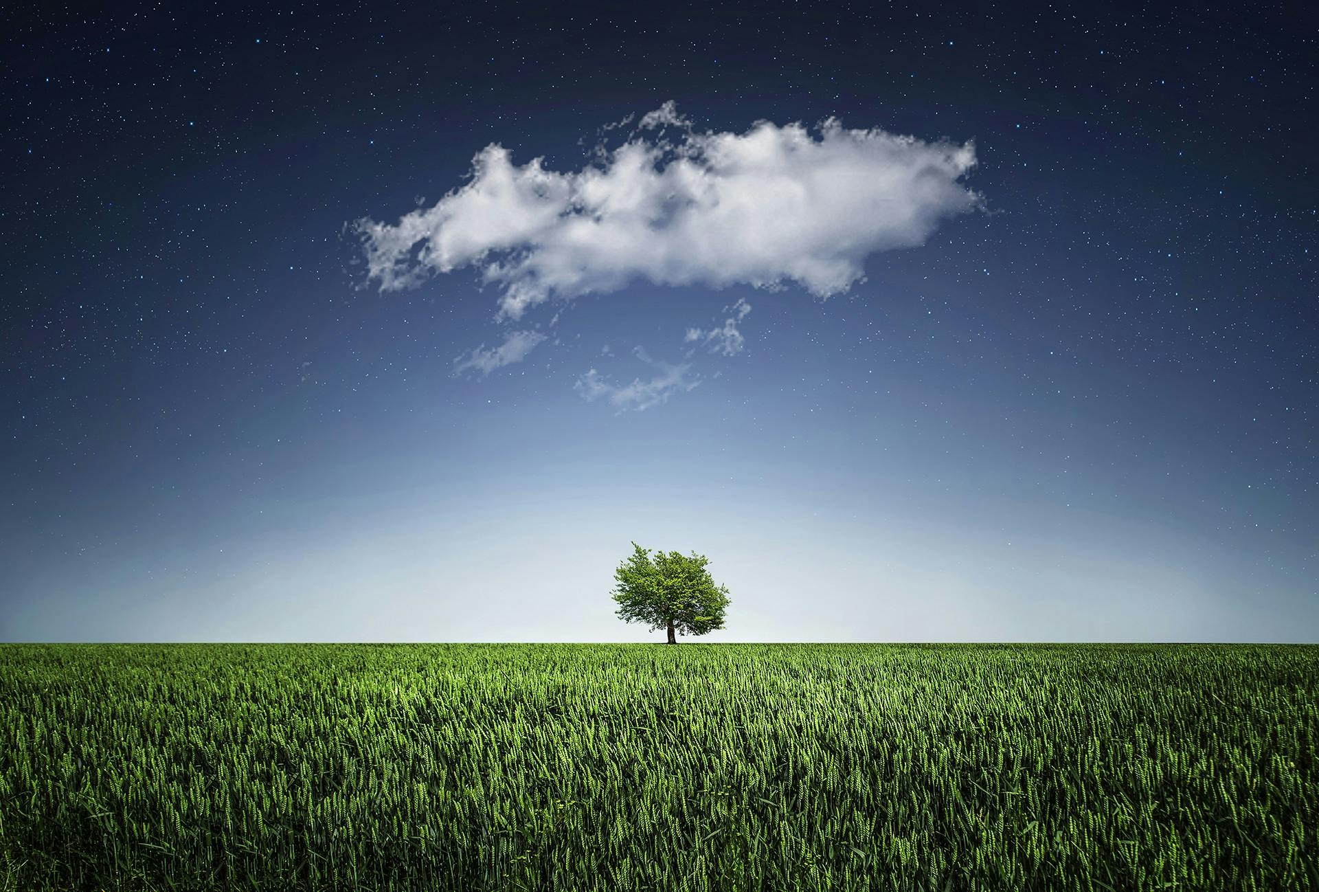 A solitary tree in a field beneath a cloud and star-filled night sky, showcasing nature's serenity.